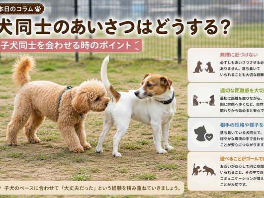 犬同士のあいさつはどうする?|子犬同士を会わせる時のポイント