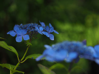 紫陽花だより