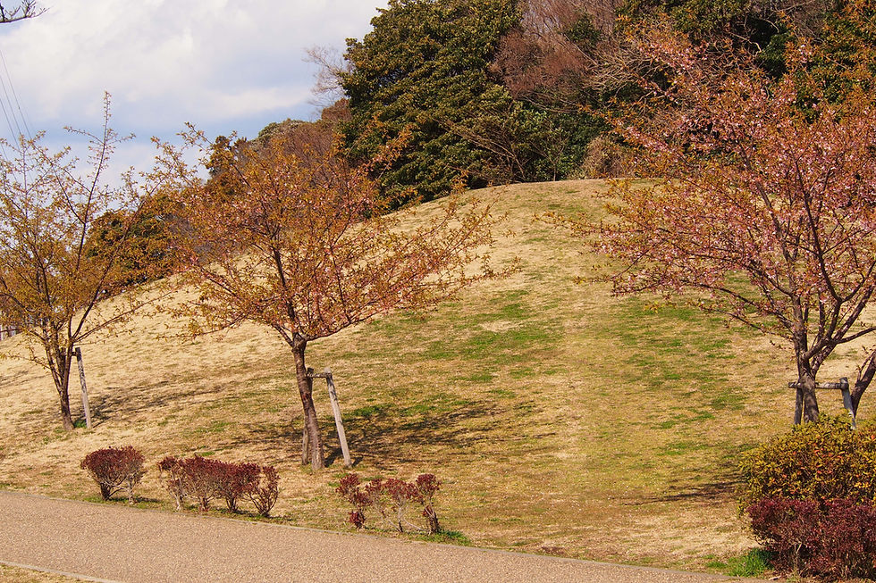 これが木曜クラブの河津桜です。すっかり葉桜
