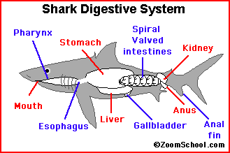 Sharkdigestion.gif