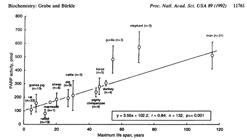 NAD+ DNA Repair.png