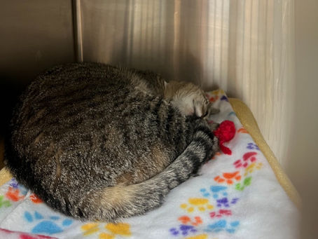 Meeting Their Needs: Rest and Relaxation