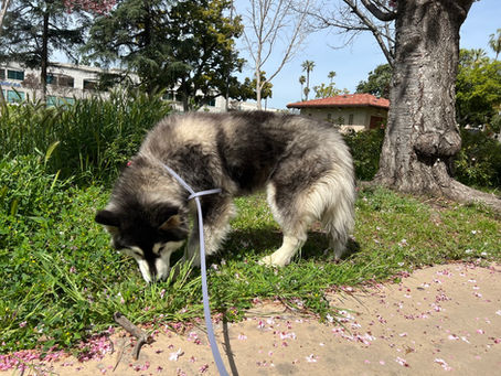 Meeting Their Needs: Scent Enrichment