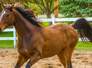 brown horse.jpg