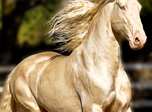 gold horse.png