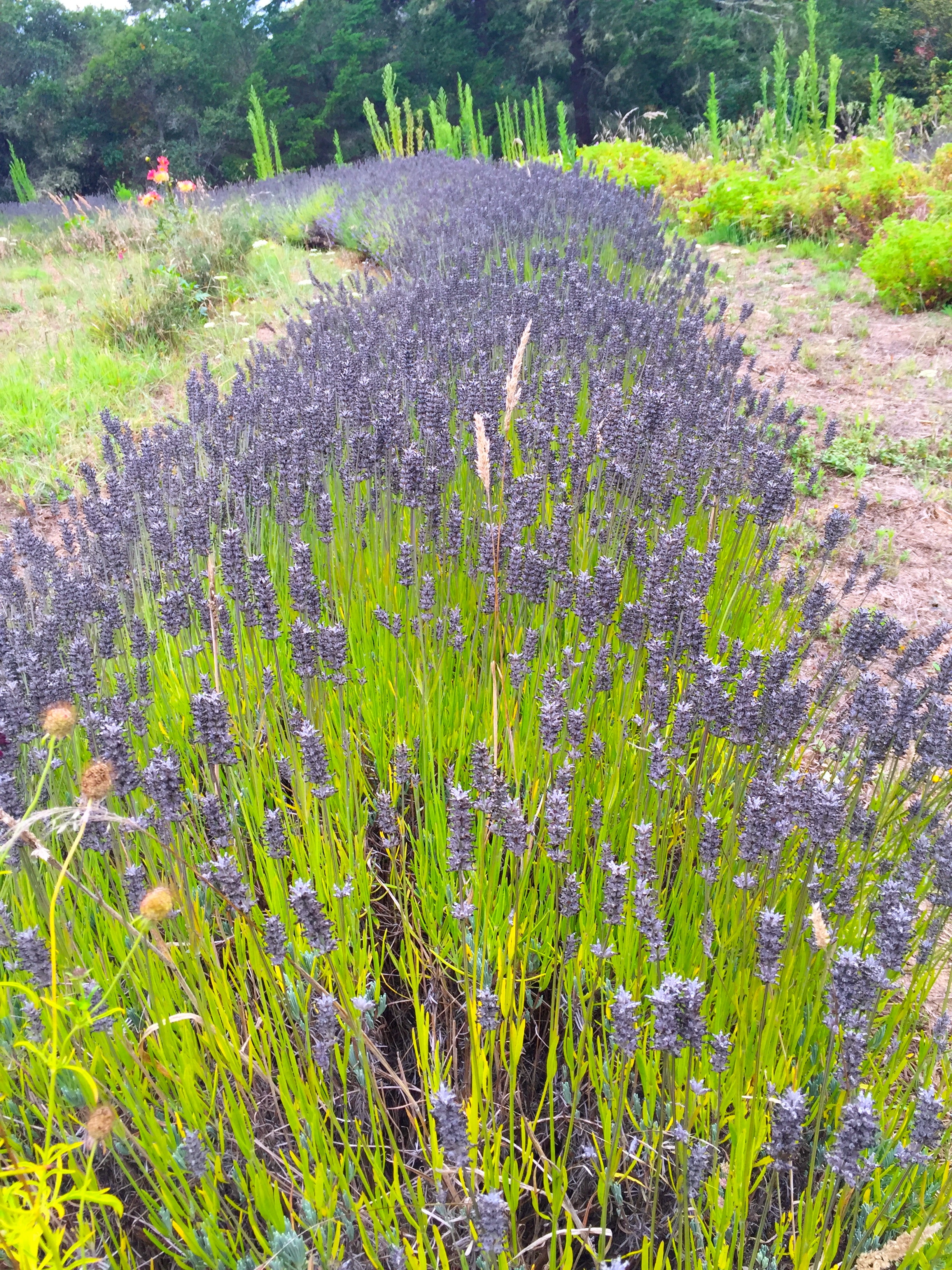 Lavander