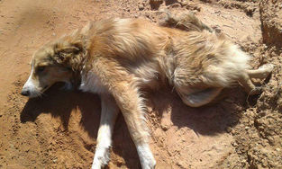 Animal definhando é abandonado na Forqueta