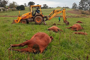 Produtor de Estrela Velha perde sete vacas com queda de raio
