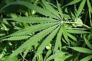 Anvisa discute possibilidade do plantio de maconha para uso terapêutico