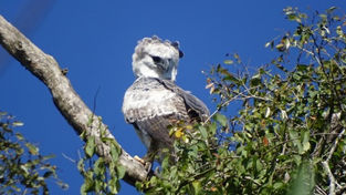 Rara espécie de águia volta a ser avistada no Rio Grande do Sul após dois anos
