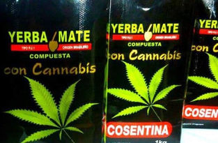 Uruguai começa a vender erva mate com maconha