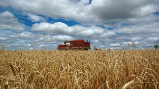 Etanol a partir de triticale pode trazer autossuficiência do combustível no estado