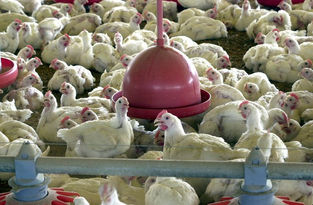 Produtores de aves e ração reclamam de bloqueios e prejuízos