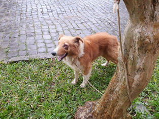 Animal abandonado ganha tratamento