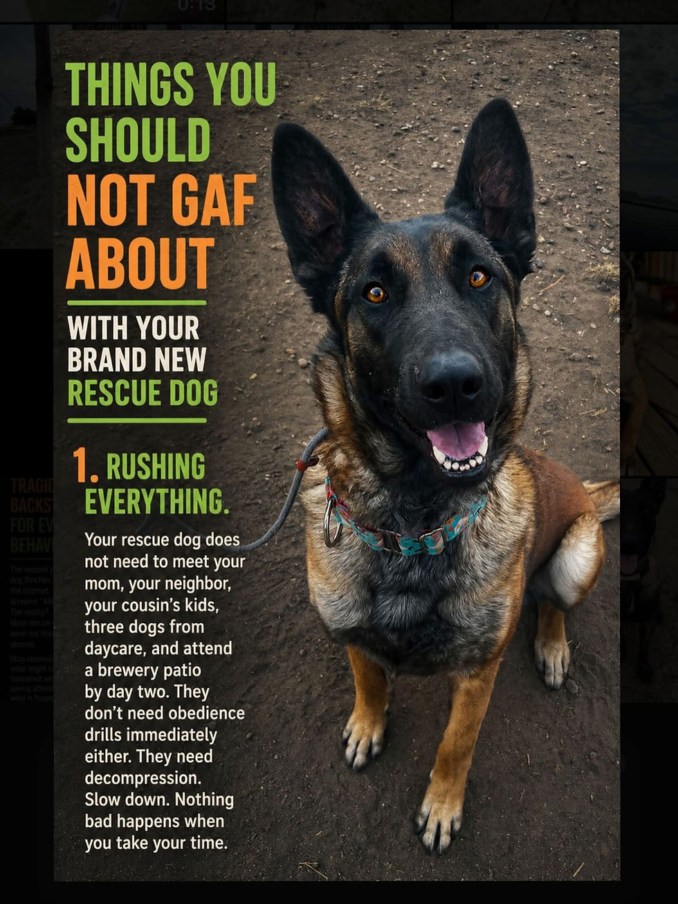 Bringing home a rescue dog