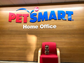 Working at PetSmart’s Phoenix Home Office: Where Big Ideas Meet a Love for Pets