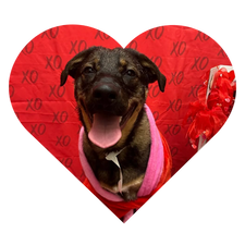 14 Reasons to Love #LifeAtPetSmart