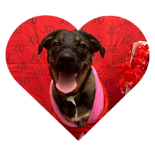 14 Reasons to Love #LifeAtPetSmart