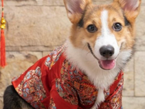 PetSmart Celebrates the Chinese New Year!