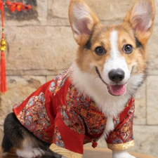 PetSmart Celebrates the Chinese New Year!