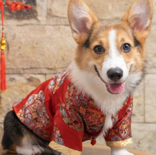 PetSmart Celebrates the Chinese New Year!