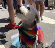 PetSmart's Mid-Atlantic Team Reflects & Celebrates Pride Month