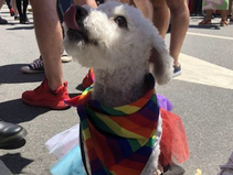 PetSmart's Mid-Atlantic Team Reflects & Celebrates Pride Month