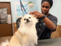 Check Out a Glimpse of #LifeAtPetSmart from the Team at PetSmart Dadeland Station!