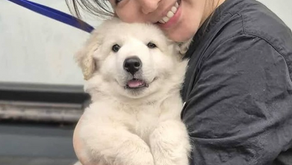 Step It Up a Paw: 7 Career Tips for Growing Your Future at PetSmart