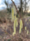 February catkins 2.jpeg