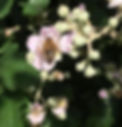 July Bee on bramble flowers.jpeg