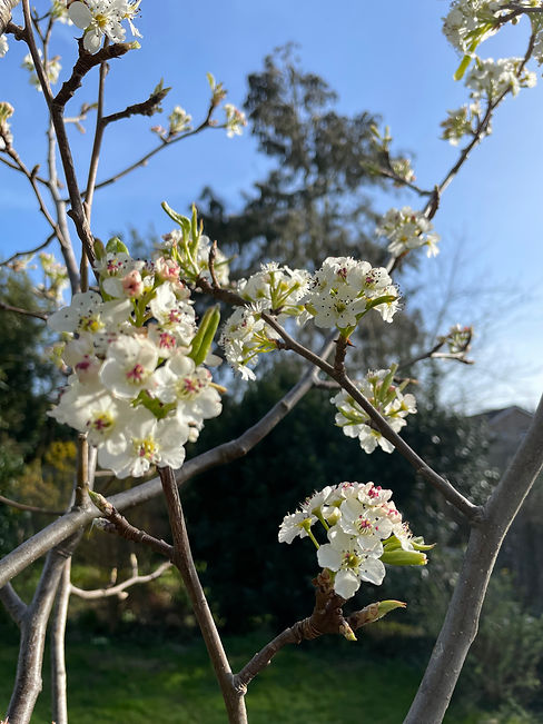 March plum blossom.jpeg