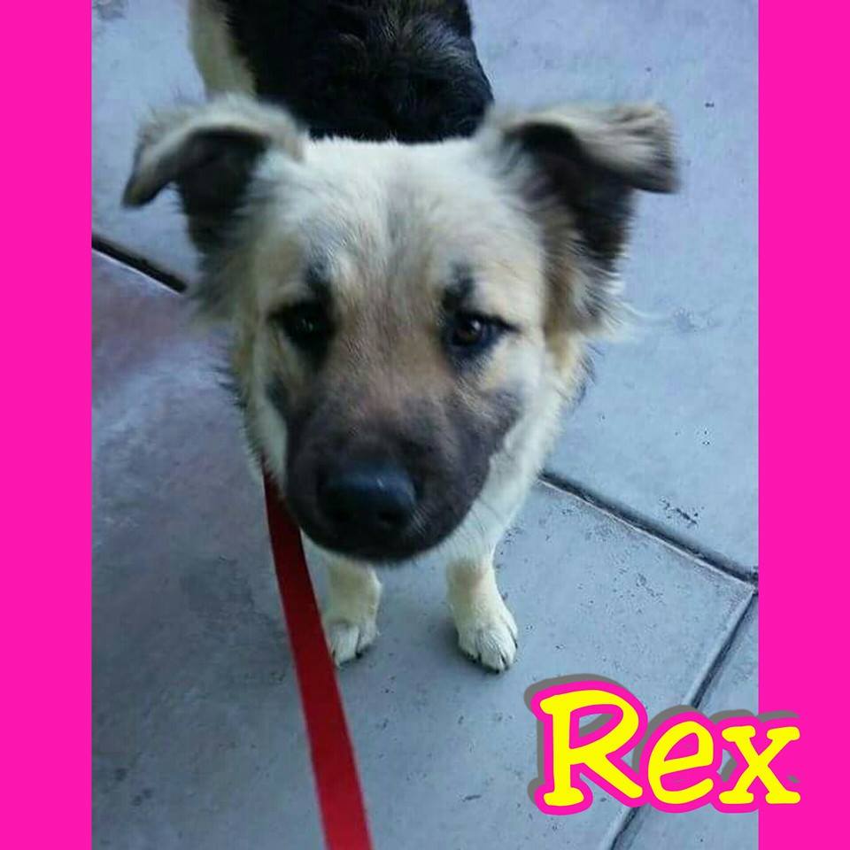 Rex
