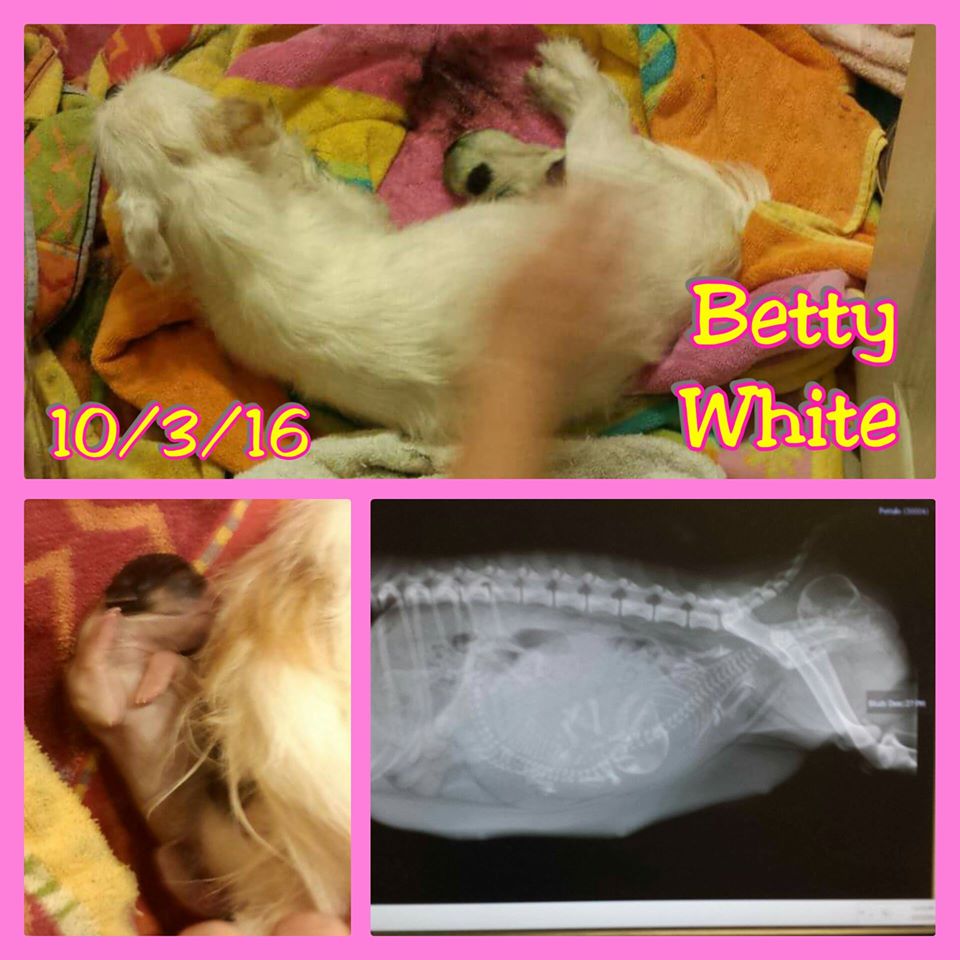 Betty White