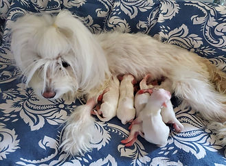 Precious and Puppies.jpg