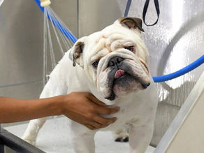 Grooming Goes Beyond Looking Cute — It's Animal Welfare