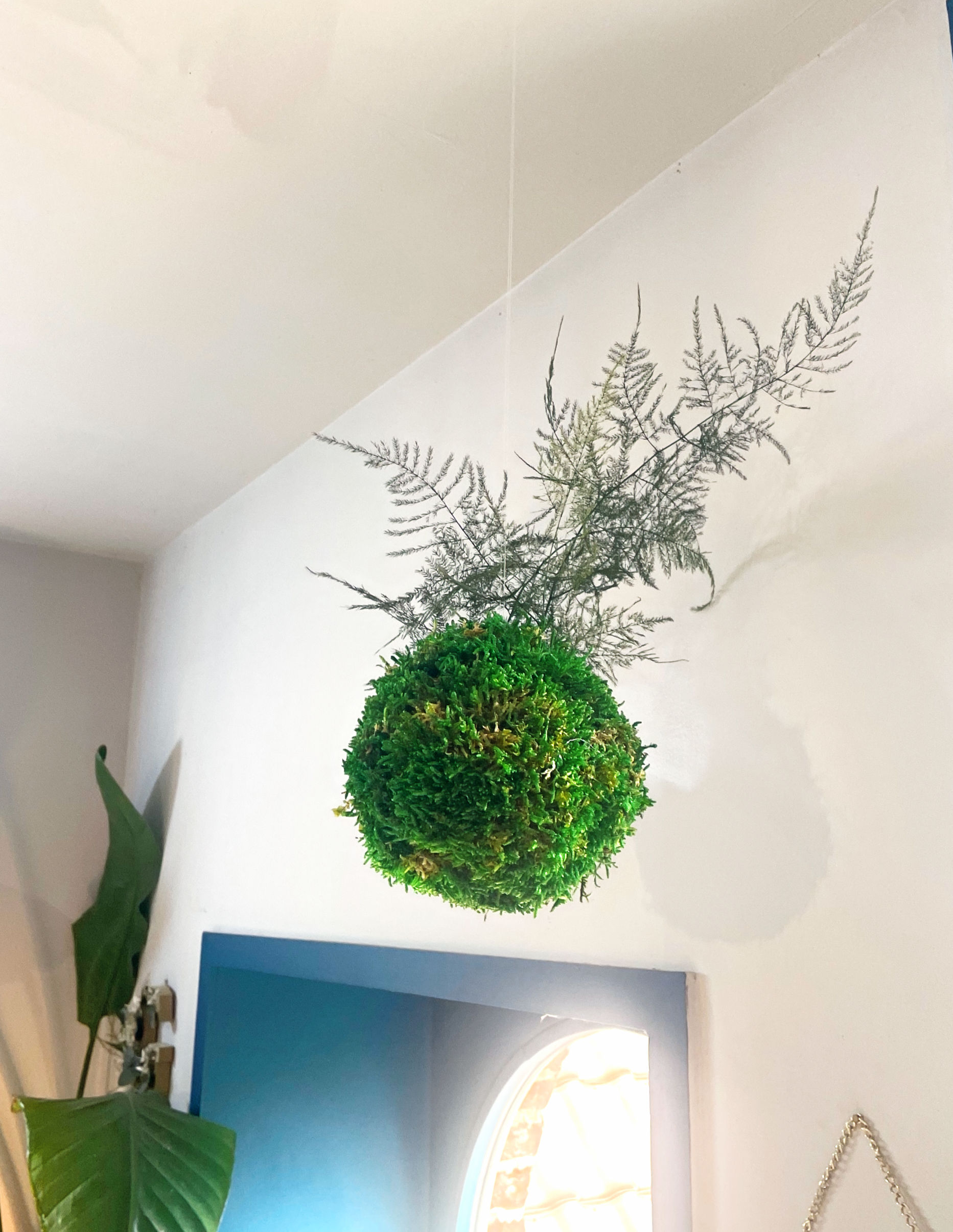 Kokedama stabilisé sans entretien - Asparagus