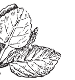 feuille