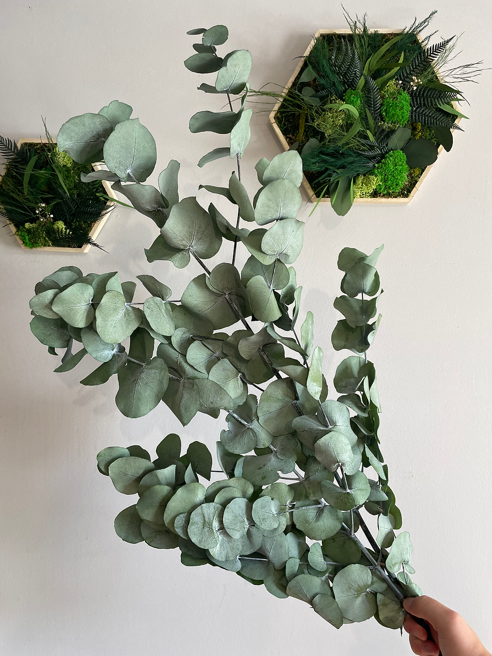 Miniaturbild: Eucalyptus Cinera stabilisé