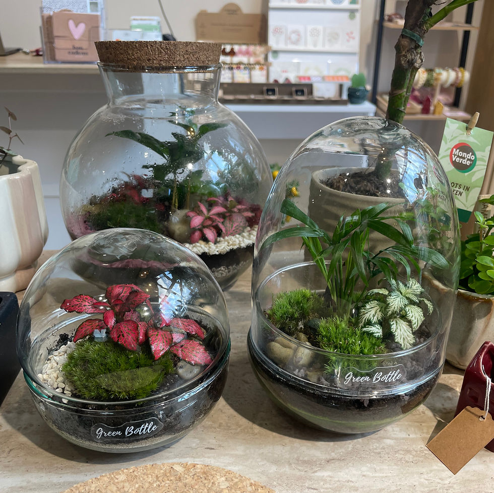Thumbnail: Terrarium Origine - Chamaedorea & Fittonia