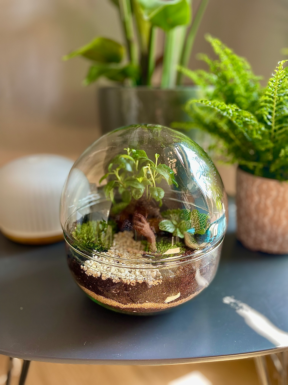 Terrarium à expédier