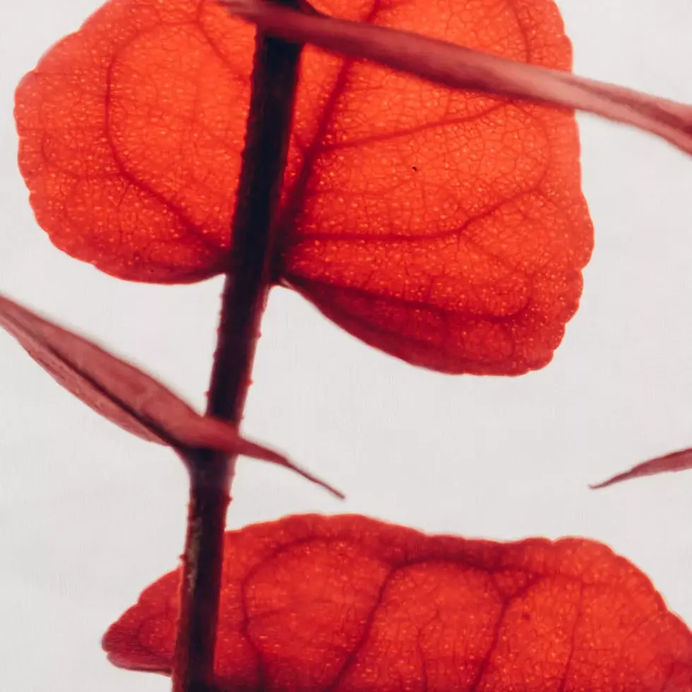 Thumbnail: Herbarium Eucalyptus Stuartiana rouge - plante immergée