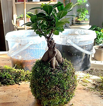 Kokedama Ficus Ginseng