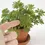Miniatura: Kit Pot terre cuite Plante chatouilleuse - Mimosa pudica