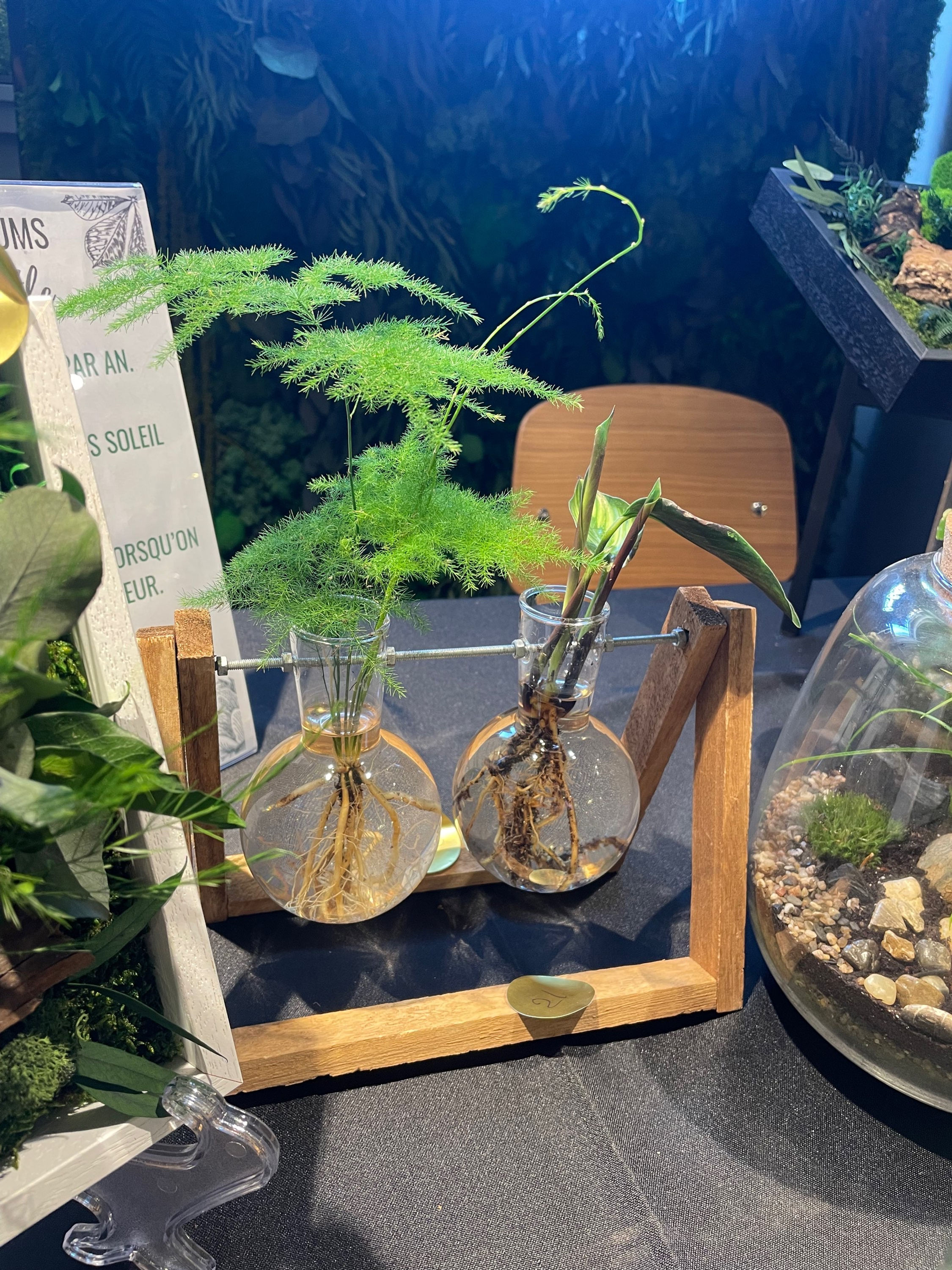 Duo plantes en Hydroculture