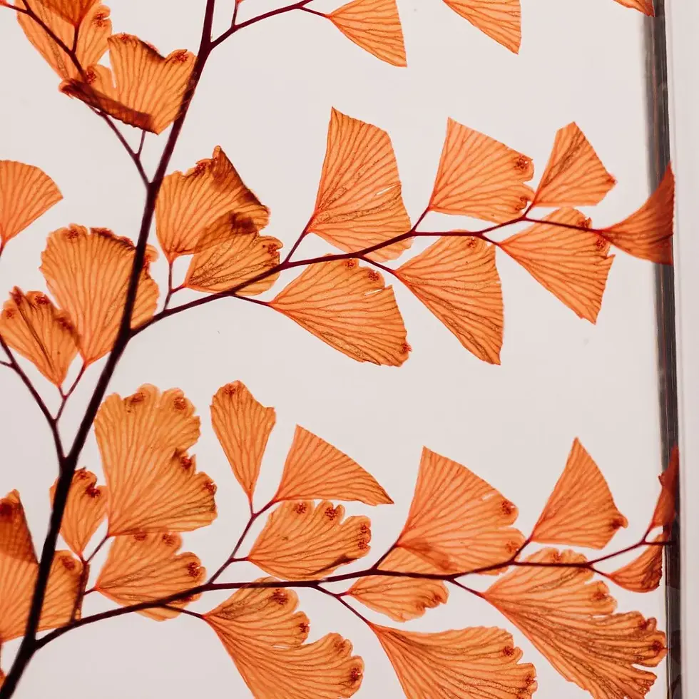 Thumbnail: Herbarium Luthi Terracotta - plante immergée