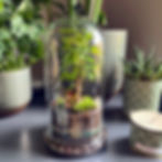 Terrarium à expédier