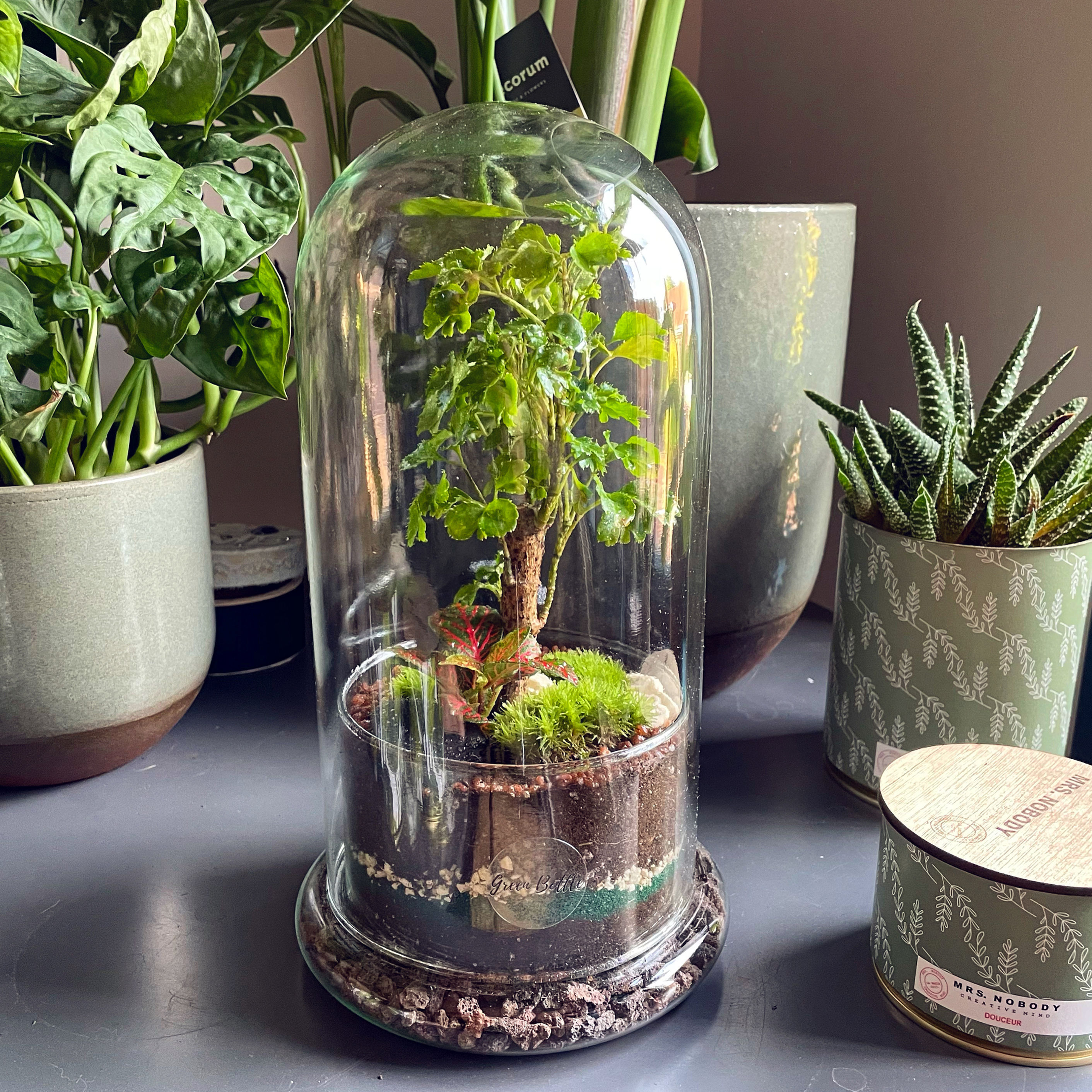 Terrarium à expédier