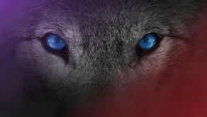 The Arctic Wolf offering just keeps getting better.