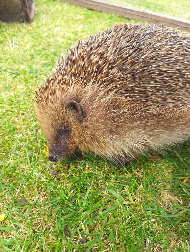Hedgehogfriendly pest control in your garden!